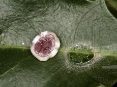 Ceroplastes floridensis самка вентрально